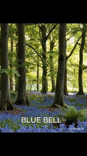 Blue Bell forest