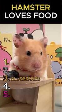 Hamsters Eating Food 🐹 Cute & Satisfying Moments #hamster