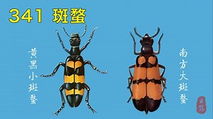 341 斑蝥——别名斑猫、龙蚝