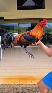 Maraming Salamat po Boss ng Cavite Red Gilmore Thank Yow!!! RED WB # 48524 | Mark Anthony Petremetre