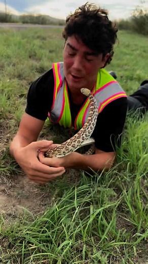 AA. on Instagram: "Probably my favorite Gopher I’ve found. Pine snake next🥳 #Snakes #reptiles #animals #herping #funny #herpetology #animals"
