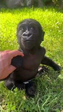 top 5 des singe drôle mourir de rire