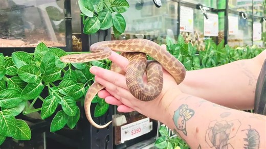 Reptile Life Ferntree Gully on Instagram: "'Just Arrived' at our Ferntree Gully store, this amazing Stimson Python. (Wildlife licence req) For more information please call, pm or pop in for a visit. Shop 58, Mountain Gate Shopping Centre, 1880 Ferntree Gully Road, Ferntree Gully VIC 3156 - Ph : 03 9989 3350 Monday to Friday - 10am to 5.30pmSaturday - 9:30am to 5pmSunday – 10am to 4.30pm Wildlife Dealer’s Licence: 14927438DX Other locations: Hoppers Crossing 2/2 Shaft Court, Hoppers Crossing VIC