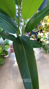 4.7K views · 197 reactions | Large vase with tree: 9000tk Total height: 7 feet Vase height: Plant: Rubber made Vase: Thai fiber made Lamp house: 01779930967 | LAMP HOUSE | Facebook