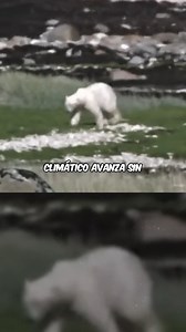 3.3K views · 68 reactions | Advertencia de MICHAEL JACKSON sobre el FUTURO | Crónicas En 1995, Michael Jackson lanzó "Earth Song", un grito desesperado por el planeta. Con imágenes impactantes y una letra que duele, nos mostró la devastación ambiental. Hoy, décadas después, los incendios, la deforestación y el cambio climático siguen avanzando. #historiasreales #MichaelJackson #LaHistoriaDeHoy #Crónicas #HoyEnLaHistoria #historia | Crónicas | Facebook