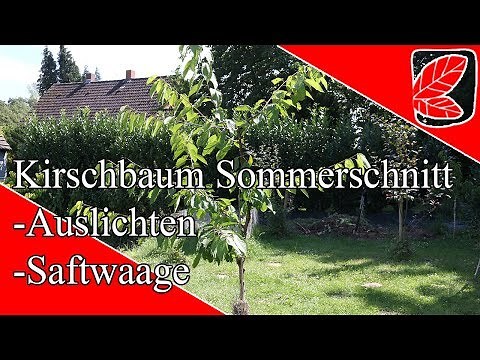 Sommerschnitt der Süßkirsche