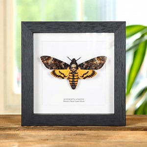Death's Head Hawk Moth (acherontia Atropos) - Etsy Australia