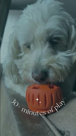 Pupsicles - the best enrichment toy for your dog