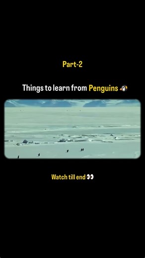 Swaroop Reddy ⚡️ Stories that Inspire on Instagram: "Part-2: Things to learn from Penguin 🐧 If you 💯 agree with me, share this reel in your circle ."