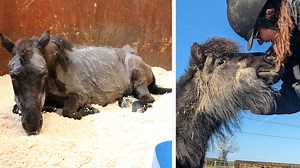 ‘He’ll never go without again’: a transformed life for tiny rescued pony - Horse & Hound