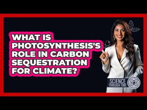 What Is Photosynthesis's Role In Carbon Sequestration For Climate? - Science Through Time