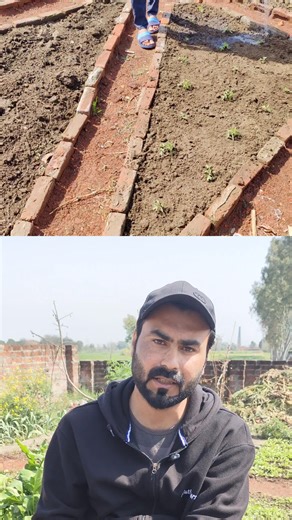 40K views · 992 reactions | Tamtar lagane ka Asan aur Sahi Tarika | Best Method To Grow Tomatoes | Complete Growing Guide #shorts #tmbaagh #tomato #organicgardening #tamtar #vegetables #tomato #kitchengardening #organicfarming #reels #reelsfyp #viralpage #reelsviralシ | TM Baagh | Facebook