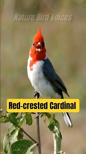 Red-crested Cardinal #birds #birdsong #birdsounds