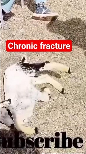 “Pain to Recovery! Goat Kid Chronic Front Leg Fracture Amazing Healing” #goats #goat #goatdisease