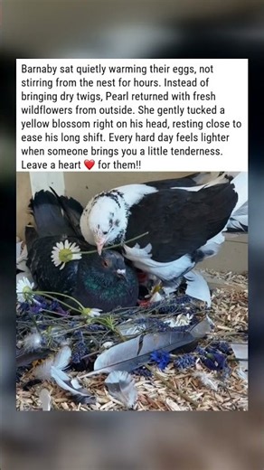 Warming Eggs in the Nest Pearl Brings Barnaby Wildflowers