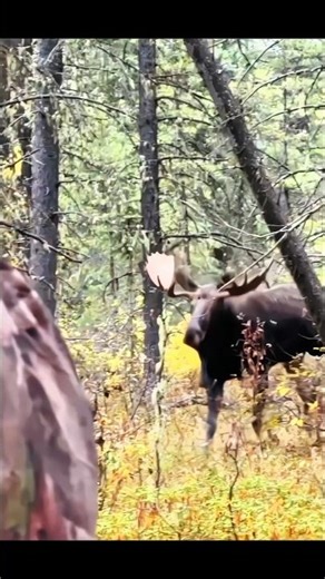 big yukon bull moose hunting with bow#bowhunting#archery #hunting#moose#chasse#deer
