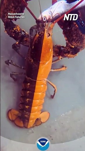 Ultra Rare ‘Half and Half’ Split Color Lobster Captured