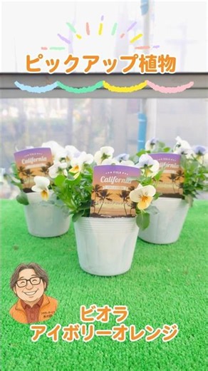 ビオラ アイボリーオレンジを紹介！