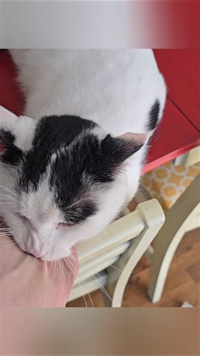 Cat Helps Setup Aquarium, Then SUDDENLY Goes on STRIKE! #Fishtory #cat #funny #comedy #fishkeeping