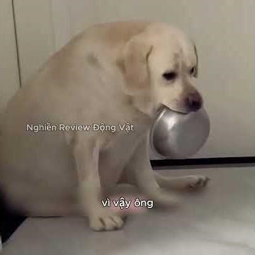 Chú chó trở thành anh hùng sau khi nó giảm cân.