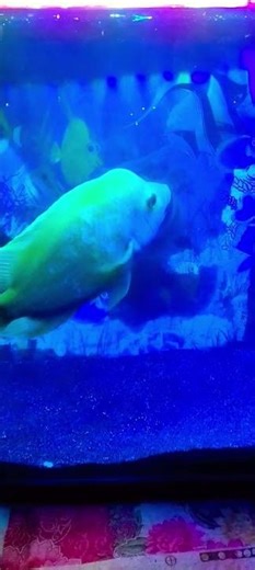 Red Devil Cichlid Fish ❤️❤️