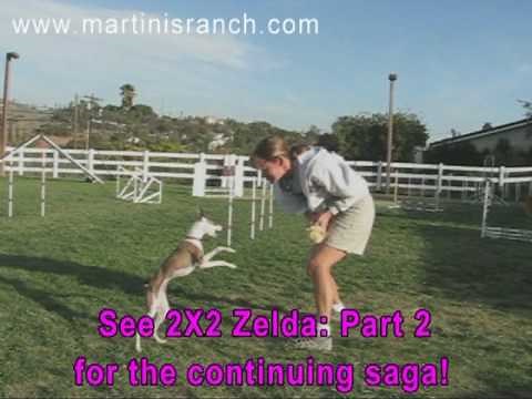 2 X 2 Weave Pole Training - Part 1 (Zelda)