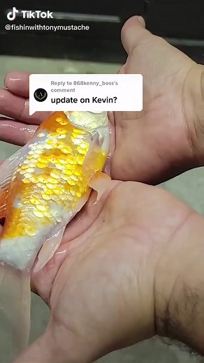 Gulper Catfish Live Feeding: Kevin's Survival in Game of Thrones Fish Tank