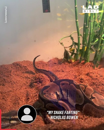 Today I learnt snakes can fart 🐍💨 | LADbible