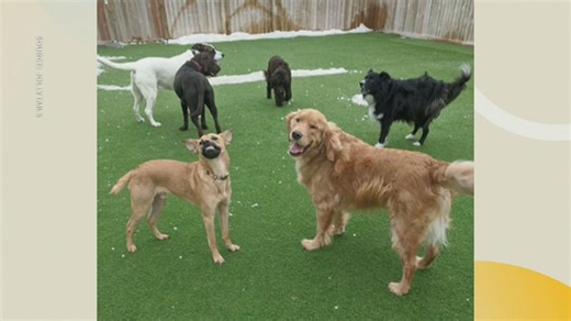 Tips for boarding your dog