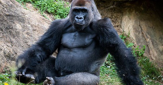 Bite Forces: How Gorillas Compare to Humans
