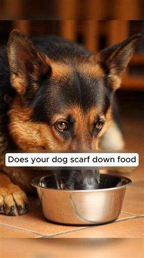 Does your dog eat too fast? 🐾 The Chowly Bowl slows mealtime for safer, healthier eating — reducing choking, bloating, and messy spills. Its fun petal design keeps your pup engaged while promoting better digestion and calmer behavior. 💚 Easy to clean. Non-slip. Vet-approved design. 🎉 Get 35% OFF today only! Tap “Shop Now” to give your furry friend the safe eating experience they deserve. | Chowlydogbowls