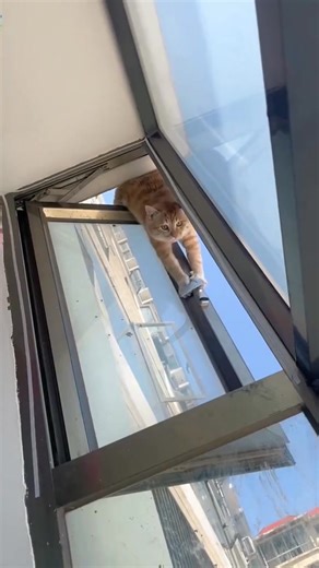 160K views · 3.8K reactions | Con mèo ngốc luôn làm tôi cười  | Mèo | Facebook