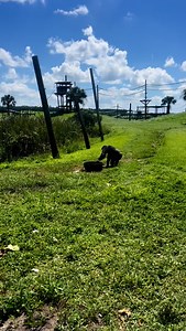 Nothing is going to stop Anna from bringing her bubble bath🫧 out to the island🛁 Huge thanks to The Village Company for their generous donation of Mr. Bubble “Bubble Bath”! #bubblebath #chimpanzee #sanctuary | Save the Chimps, Inc.