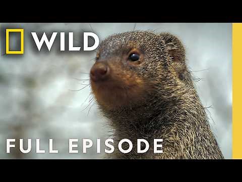 Strange Animal Relationships (Full Episode) | Super/Natural | Nat Geo Animals