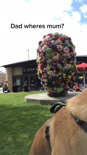 Trip to the shops #shopping #treats #waitingforyou #goodboy #waggingtail #chief_the_yellow_lab #yellowlab #doggo #fyp