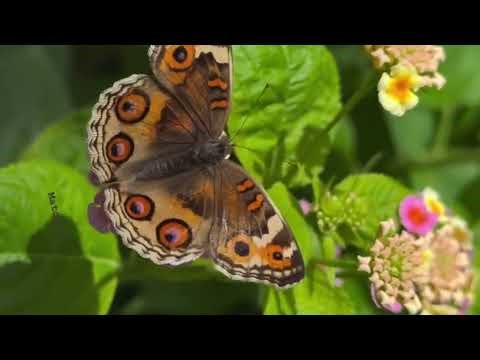 the silent bloom: a subliminal love letter to your soul 🧚‍♂️