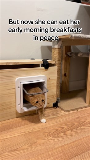 Box microchip activated flap = keeping food thieves away #cattok #sureflap #sureflapcat #catsoftiktok #fyp #orangecat #petsoftiktok