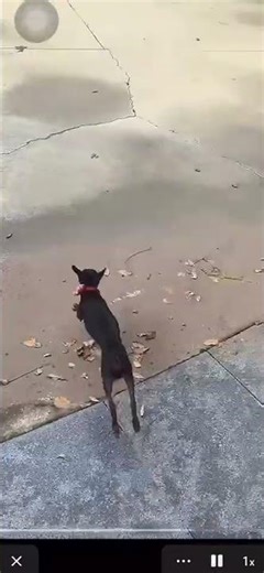 Tiny Sprinters, Big Energy 🐕💨#doglife #dog #sports #cute #pets #minivlog #funny