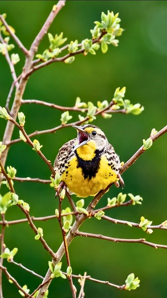 Western Meadowlark Beautiful Song & Sounds | Flute Bird Calls (No Music) #Shorts