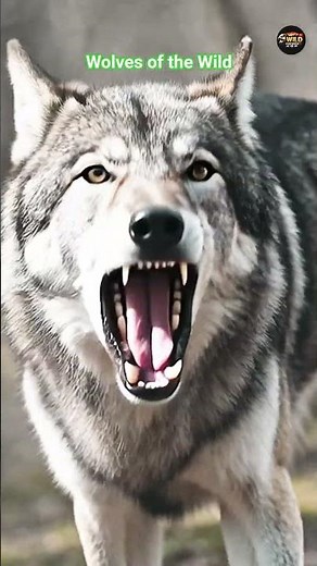Wolves of the Wild | Intelligent Pack Hunters and Apex Predators #animalkingdom #cinematicwildlife