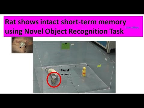 Rat shows intact short term recognition memory using Novel Object Recognition task: video 98