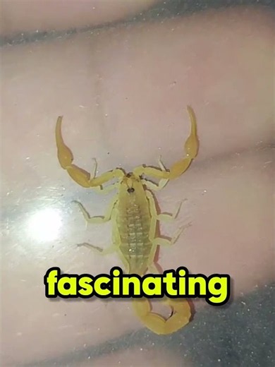 Tiny but Deadly? 🦂 Meet the Baby Scorpion! #shorts #animals