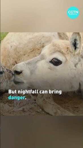 Tibetan antelopes give birth while predators attack at dark