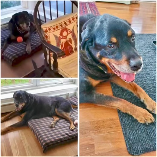 FOR ADOPTION: This beautiful senior Rottweiller we introduced you to a few weeks ago (his history is here: https://bit.ly/4atRSQt) is now ready for adoption, and what an incredible dog he is. Beautiful senior Gunner is absolutely a gentle giant waiting for his retirement home. After being surrendered to his veterinarian after his owner fell ill and could no longer provide him care, he joined us in foster care several weeks ago and has flourished since. He is a big dog, a kind dog, and is seeking