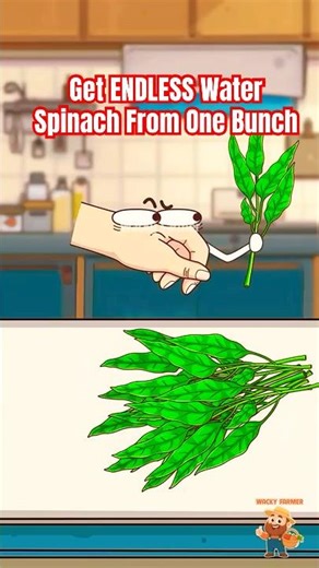 How to Get ENDLESS Water Spinach From One Bunch #waterspinach #animation