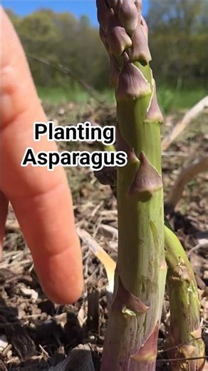 From Seed to Soil: Asparagus Day!