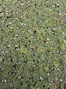 BUY 2 GET 1 FREE Azolla Filiculoides Fairy Moss Mosquito Ferns Live Aquarium Floating Plant - Etsy