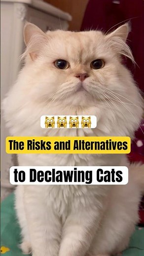 The Risks and Alternatives to Declawing Cats