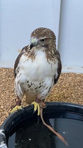 46K views · 1K reactions | Every licensed falconer must have a mews (hawk house) that meets all federal and state requirements! #holidaygreetings #holidaywishes #seasongreetings #happyholidays #christmaswishes #HappyNewYear #aigenerated #Christmas #gifts #seasonalgreetings | Bird Hunting | Facebook