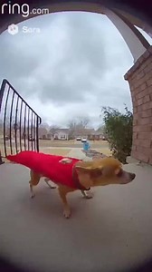 Dog blown away by Melissa Hurricane in kingston 😮 | Mss Pam